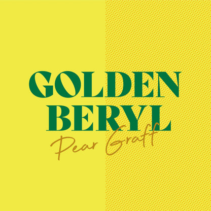 Golden Beryl 500ml Can